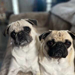 Meet your Posher, Char